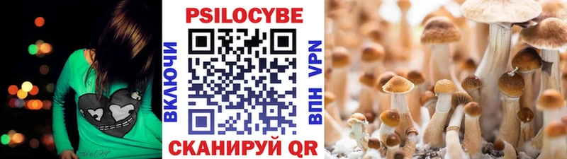 ОМГ ОМГ вход  Пугачёв  Галлюциногенные грибы Psilocybe 